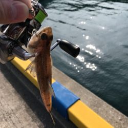 初チタンティップ(釣行 其の七)