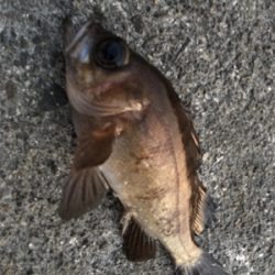 夕方メバルリング