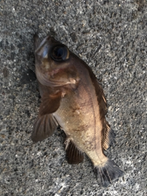 夕方メバルリング