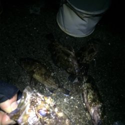 メバリングは沈黙。良型ガシラ大量！！