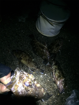 メバリングは沈黙。良型ガシラ大量！！