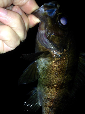 休憩メバリング