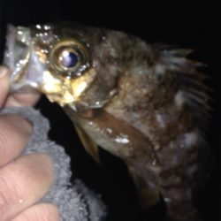 垂水漁港でメバリング