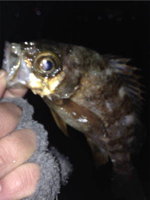 垂水漁港でメバリング