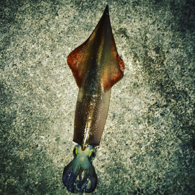 伊根〜宮津まで極寒ヤリイカランガンエギング