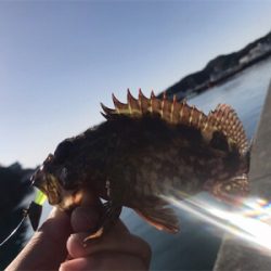 サイトガシリング♪