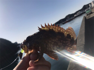 サイトガシリング♪