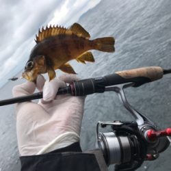デイアジメバ‼︎(釣行 其の八)