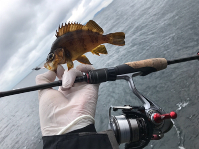 デイアジメバ‼︎(釣行 其の八)