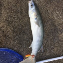 まさかのボラ！