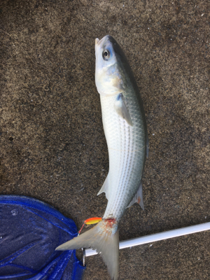 まさかのボラ！