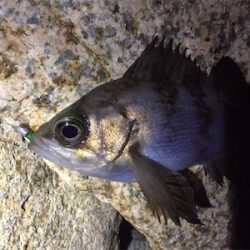 極寒メバリング