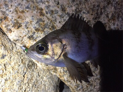 極寒メバリング