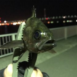 ふれーゆでメバリング