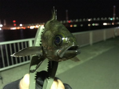 ふれーゆでメバリング