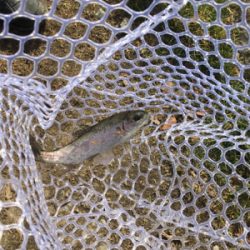 竿先凍る真冬の千早