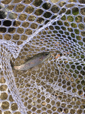 竿先凍る真冬の千早