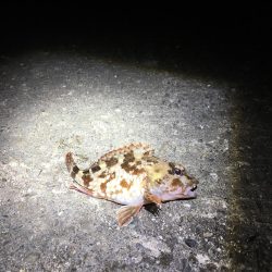 メバル狙いが！！