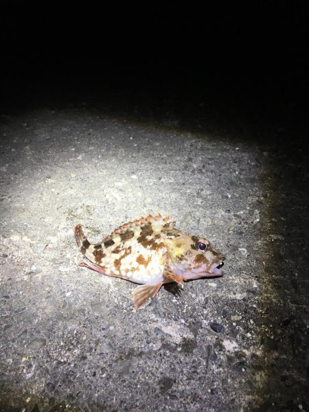 メバル狙いが！！