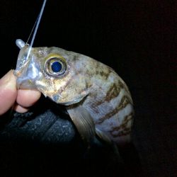 気温低下でややシブ目…プリンス裏のメバリング