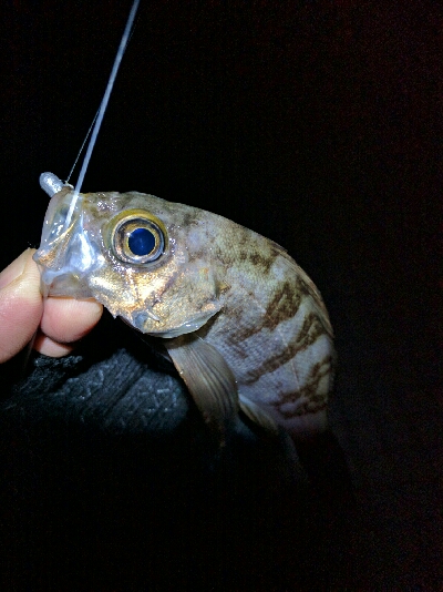 気温低下でややシブ目…プリンス裏のメバリン…