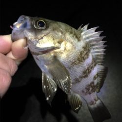 大寒波でもメバリング