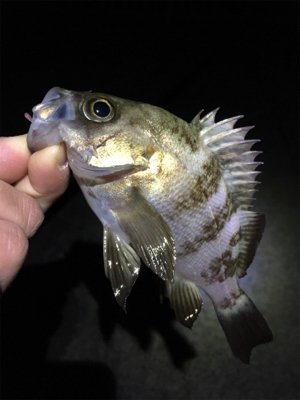 大寒波でもメバリング