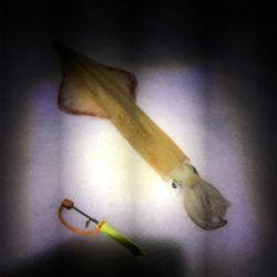 連日ヤリイカ釣行