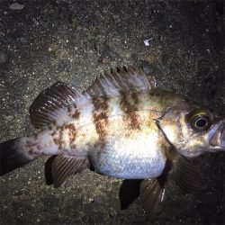 良型メバル好調