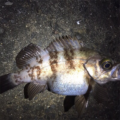 良型メバル好調