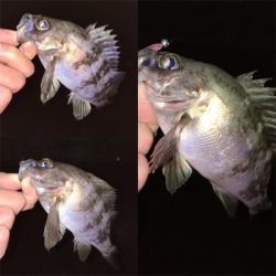 フロートリグでメバリング