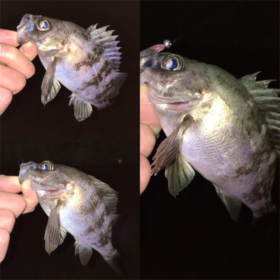 フロートリグでメバリング