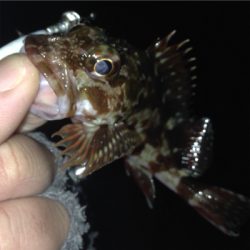 垂水漁港でガシリング