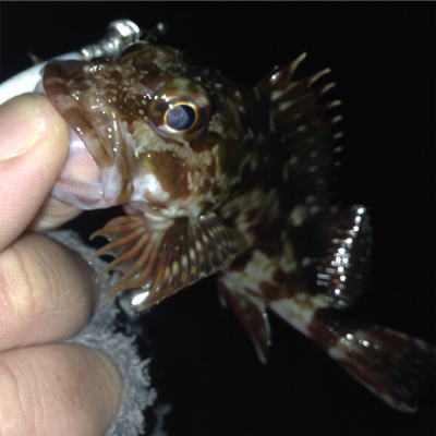 垂水漁港でガシリング