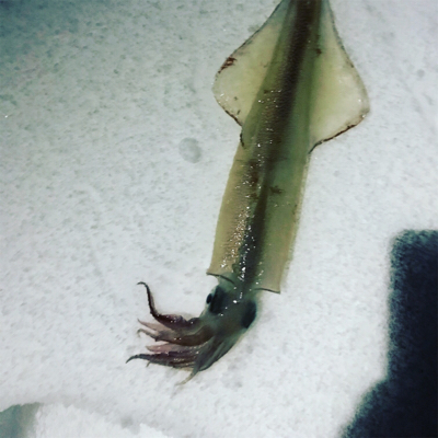 伊根から宮津までスノーランガンエギング