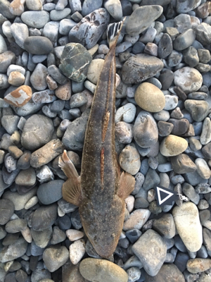 魚が釣れました