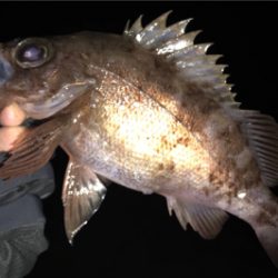 強風にて凍る様な寒さの中でのメバリング