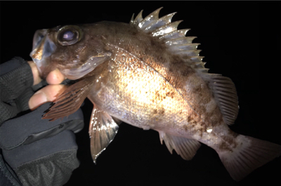 強風にて凍る様な寒さの中でのメバリング