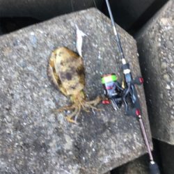 今年初めてのアオリ