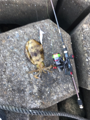 今年初めてのアオリ