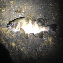 泉南メバリング