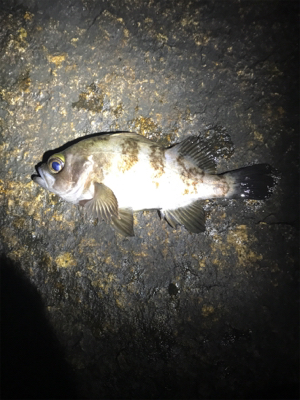 泉南メバリング