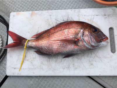 小豆島 鯛サビキ  大潮
