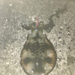 好条件の中今年の初イカを求めて