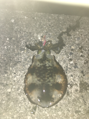 好条件の中今年の初イカを求めて