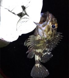 極寒ガシリング