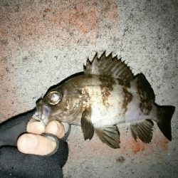 寒中メバリング（笑）