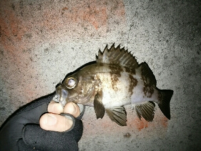 寒中メバリング（笑）