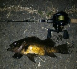 極寒ブルブル泣き尺メバル