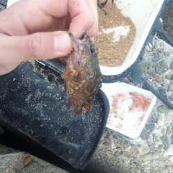 高砂 紀州釣り 穴釣り